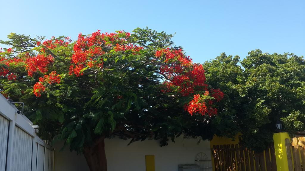 Solar Villa Oranjestad Buitenkant foto